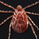 An underside view of an adult female Haemaphysalis longicornis tick